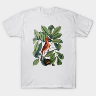 Cardinal Bird Vintage Illustration T-Shirt